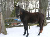 Cincinnati_2007-01.jpg (343448 bytes)